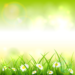 Fototapeta premium Green Spring or Summer Nature Background