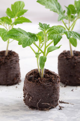 Young tomato seedling sprouts in the peat tablets. Gardening concept.
