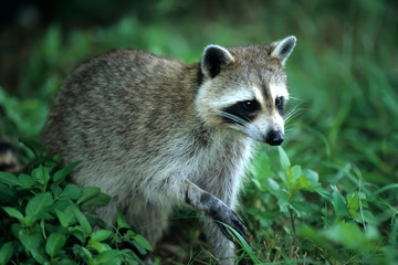 Obraz premium Racoon looking out of hollow tree, Everglades, Florida, USA, North 