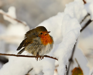 Beautiful European Robin. Typical bird. Curious, cautious, fast. Robin. Flying from place to place, exploring, climbing on a branch