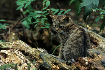 Naklejka na ściany i meble Wild cat (Felis silvestris)