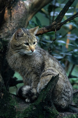 Naklejka na ściany i meble Wild cat (Felis silvestris)