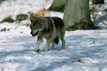 European gray wolf (Canis lupus lupus)