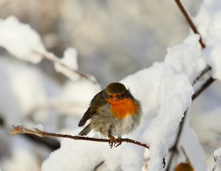 Beautiful European Robin. Typical bird. Curious, cautious, fast. Robin. Flying from place to place,...