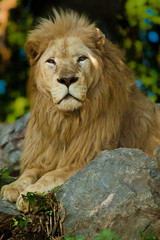 Transvaal-Löwe (Panthera leo krugeri)