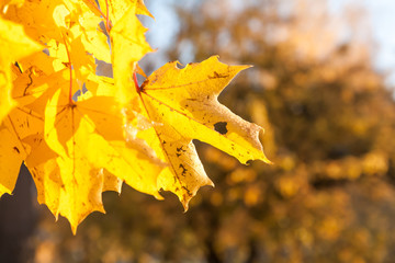 Autumn in the park: golden maple tree leaves in the sunlight.