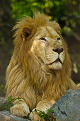 Plakat Transvaal-Löwe (Panthera leo krugeri)