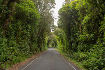 Obraz premium Road to Mount Taranaki Continued