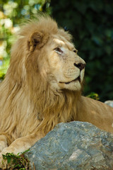 Transvaal-Löwe (Panthera leo krugeri)