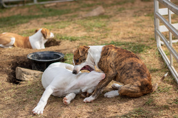 Two young jack russel terrier puppies playing together while one is in the background digging a hole / tunnel