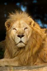 Transvaal-Löwe (Panthera leo krugeri)