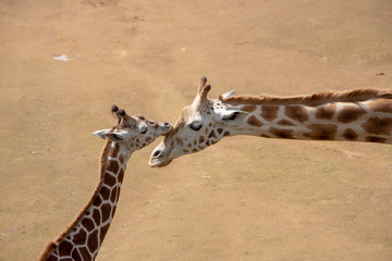 Giraffe love