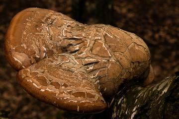 Großer brauner Birkenporling