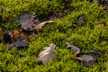 Feuchtes Laub zwischen Moos