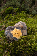 Verschieden farbiger Stein auf Moos