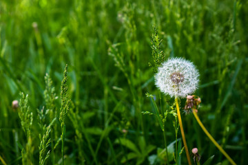 Beautiful dandelion seeds in the green grass