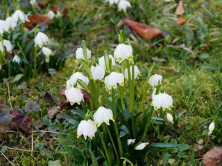 Nivéoles de printemps (Leucojum vernum). Une ou deux fleurs sur tige en forme de clochettes blanches à six tépales avec une tache verdâtre ou jaunâtre selon les variétés