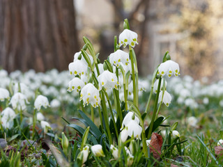 Nivéoles de printemps (Leucojum vernum). Une ou deux fleurs sur tige en forme de clochettes blanches à six tépales avec une tache verdâtre ou jaunâtre selon la variété,