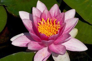 beautiful pink waterlily or lotus flower in pond for text or decorative artwork