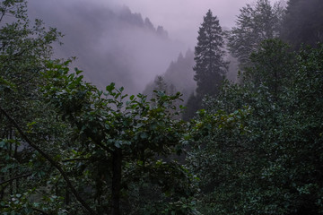 Obraz na płótnie Canvas foggy weather in the mountains