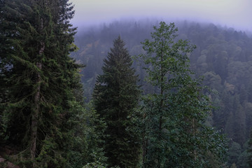 foggy weather in the mountains