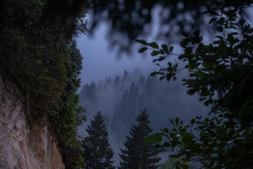 pines forest with fog