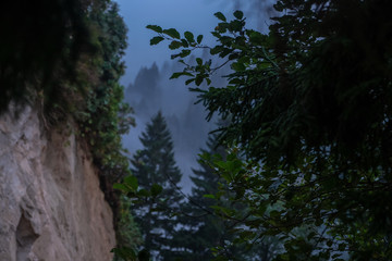 Obraz na płótnie Canvas pines forest with fog