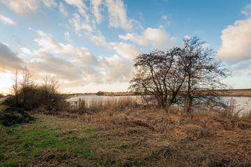 Obraz premium Bare tree on the bank of a creek in a nature reserve