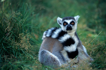 Ring-tailed lemurs (Lemur catta), found in Madagascar, Africa, 