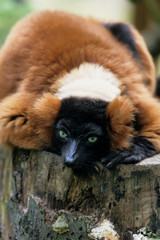 Red Ruffed Lemur (Varecia variegata rubra, Varecia variegata ruber), native to Madagascar, captive, Germany, 
