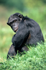 Chimpanzee, (pan troglodytes)