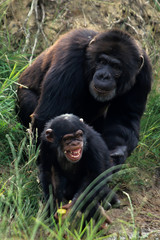 Chimpanzee, (pan troglodytes)