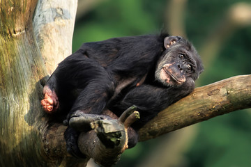 Chimpanzee, (pan troglodytes)