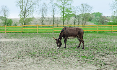 Donkey grazing in spring pasture