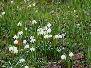 Tapis de nivéoles de printemps ou claudinette (Leucojum vernum) une plante ornementale des gazons,...