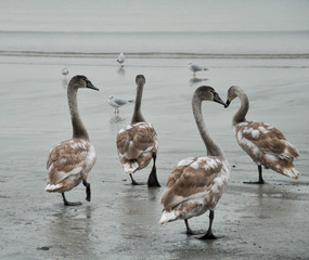 Tundra swans walk on the beach next to seagulls