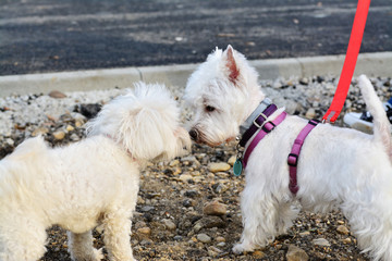 Two small white dogs greet each other canine style. Westie and Bichon Frise sniff each other collecting information.