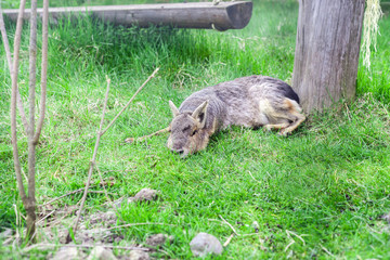 Patagonian Mara (Dolichotis patagonum) in green grass