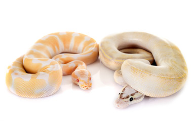 royal pythons in studio