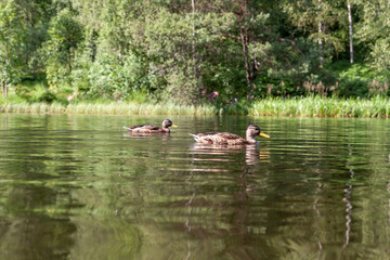 Wildenten am Sankenbachsee