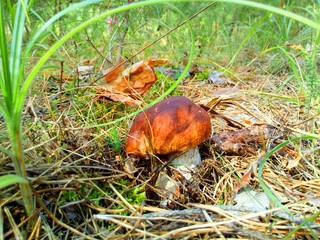 mushroom in the forest 6