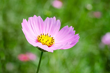 Obraz premium Beautiful pink cosmos flower field.