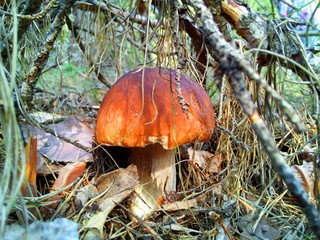 mushroom in the forest 2