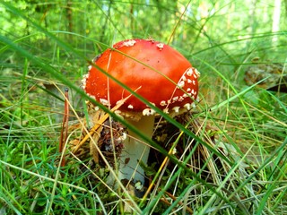 mushroom in the forest 3