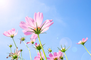 Beautiful pink and red cosmos flower field on blue sky.