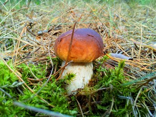 mushroom in the forest 1