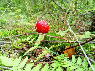 mushroom in the forest