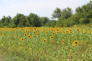 field of flowers