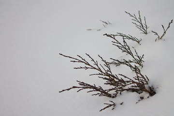Dry grass in the snow, nature in winter