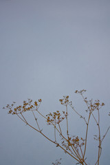 Dry grass in the snow, nature in winter